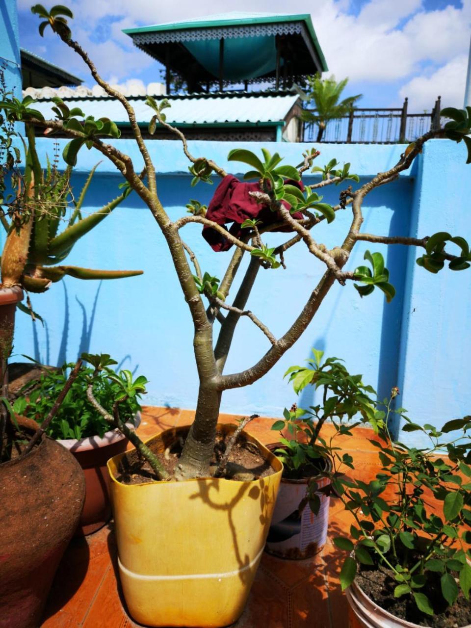 Bottoms Up Hostel Zanzibar Ngoại thất bức ảnh